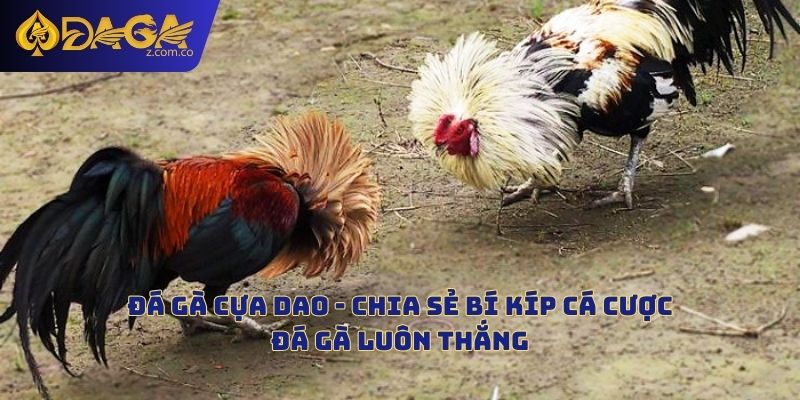 Khám Phá Đá Gà Cựa Dao – Trận Đấu Nảy Lửa Với Tính Sát Thương Cao Và Truyền Thống Phong Phú