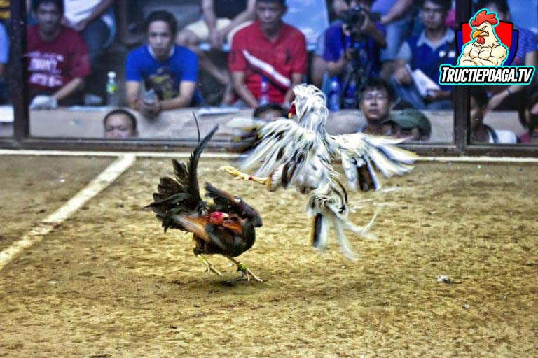 Khám Phá Đá Gà Cựa Dao – Trận Đấu Nảy Lửa Với Tính Sát Thương Cao Và Truyền Thống Phong Phú